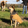 Canyon Working Dog Coat
