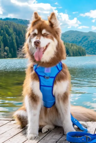 Dockside Adventures Ultimate Harness (size: Medium)