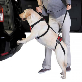 Total Pet Health Lift & Go Lead (Color: RED, size: SMALL)
