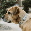 Adjustable Dog Collar
