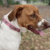 Adjustable Dog Collar