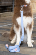 Winter's Orchid Oasis Collection Waterproof Dog Leash (Color: Blue Sky Orchid)