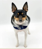DCNY-Denim Hoodie Dog Harness – Street Style Edition
