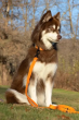 Winter's Orchid Oasis Collection Waterproof Dog Leash (Color: Crimson Glow)