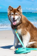 Winter's Orchid Oasis Collection Waterproof Dog Leash (Color: Island Vibes)