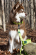 Winter's Orchid Oasis Collection Waterproof Dog Leash (Color: Mossy Pine)