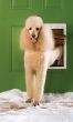 PetSafe Extreme Weather Plastic Frame Dog Door (size: Large)