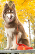 Winter's Orchid Oasis Collection Waterproof Dog Leash (Color: Scarlet Peaks)