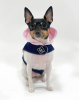 DCNY-Denim Hoodie Dog Harness – Street Style Edition