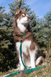 Winter's Orchid Oasis Collection Waterproof Dog Leash (Color: Siberian Spruce)