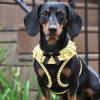 Polka Dot Choke‑Free Dog Harness – Step‑In Style