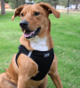 Polka Dot Choke‑Free Dog Harness – Step‑In Style