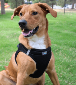 Polka Dot Choke‑Free Dog Harness – Step‑In Style (Color: Black, size: L)
