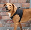 Polka Dot Choke‑Free Dog Harness – Step‑In Style
