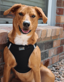 Polka Dot Choke‑Free Dog Harness – Step‑In Style (Color: Black, size: XL)