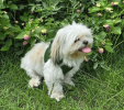Polka Dot Choke‑Free Dog Harness – Step‑In Style