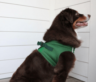 Polka Dot Choke‑Free Dog Harness – Step‑In Style (Color: Dark Forest Green, size: 2XL)