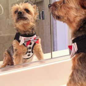 American River Harness, Dog Tux with 4 Bows (size: X-Small)