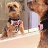 American River Harness, Dog Tux with 4 Bows