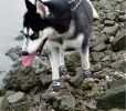 Waterproof Booties, Non-Skid Breathable Socks Paw Protectors with 3m Reflective