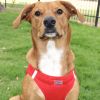 American River, Choke Free Dog Harness