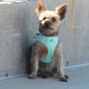 American River, Choke Free Dog Harness