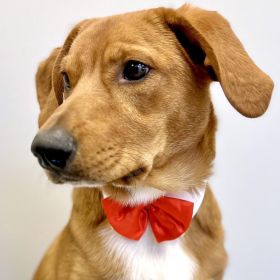 White Collar with Red Satin Bow Tie (size: 2X-Large)