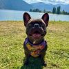Wrap and Snap Choke Free Dog Harness