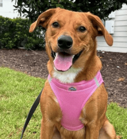 Polka Dot Choke‑Free Dog Harness – Step‑In Style (Color: Candy Pink, size: L)