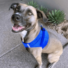 Polka Dot Choke‑Free Dog Harness – Step‑In Style