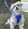 Polka Dot Choke‑Free Dog Harness – Step‑In Style