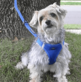 Polka Dot Choke‑Free Dog Harness – Step‑In Style (Color: Cobalt Blue, size: M)