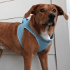 Polka Dot Choke‑Free Dog Harness – Step‑In Style
