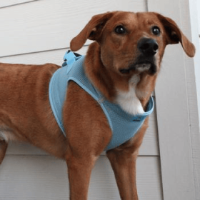 Polka Dot Choke‑Free Dog Harness – Step‑In Style (Color: Light Blue, size: XL)