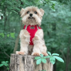 Polka Dot Choke‑Free Dog Harness – Step‑In Style