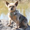 Polka Dot Choke‑Free Dog Harness – Step‑In Style