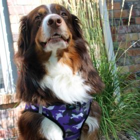 Polka Dot Choke‑Free Dog Harness – Step‑In Style (Color: Purple Camo, size: XS)