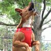 Polka Dot Choke‑Free Dog Harness – Step‑In Style