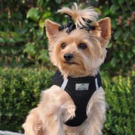 Polka Dot Choke‑Free Dog Harness – Step‑In Style (Color: Black, size: XS)