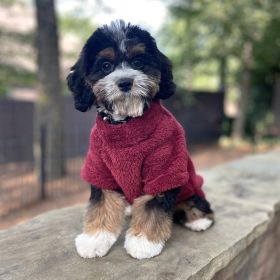 Soft Plush Dog Pullover Sweater (Color: Burgundy, size: Small)