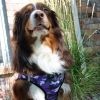 Polka Dot Choke‑Free Dog Harness – Step‑In Style