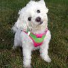 Polka Dot Choke‑Free Dog Harness – Step‑In Style