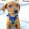 Polka Dot Choke‑Free Dog Harness – Step‑In Style
