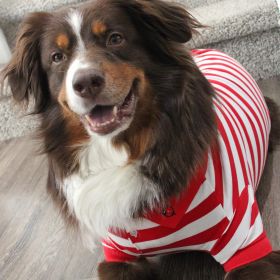 Polos Striped (Color: Flame Scarlet Red & White, size: SMALL)