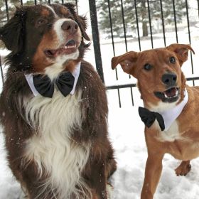 Black Satin Bowtie Collar (size: SMALL)