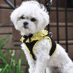 Polka Dot Choke‑Free Dog Harness – Step‑In Style (Color: Yellow & Black Polka Dot Ruffle, size: XS)