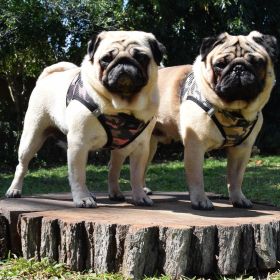 Polka Dot Choke‑Free Dog Harness – Step‑In Style (Color: Brown Camo, size: XL)