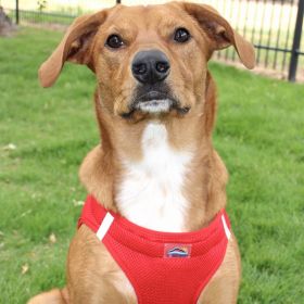 Polka Dot Choke‑Free Dog Harness – Step‑In Style (Color: RED, size: 3XL)
