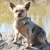 Polka Dot Choke‑Free Dog Harness – Step‑In Style