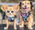 Wrap and Snap Choke Free Dog Harness